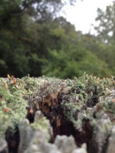 lichens