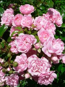 Pink_roses_in_the_bush_garden