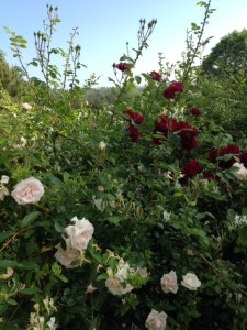 Rose bush