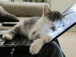 a-cat-on-computer