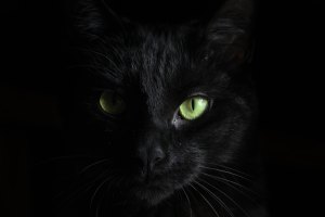 black cat, House of Rose, Magic City Story